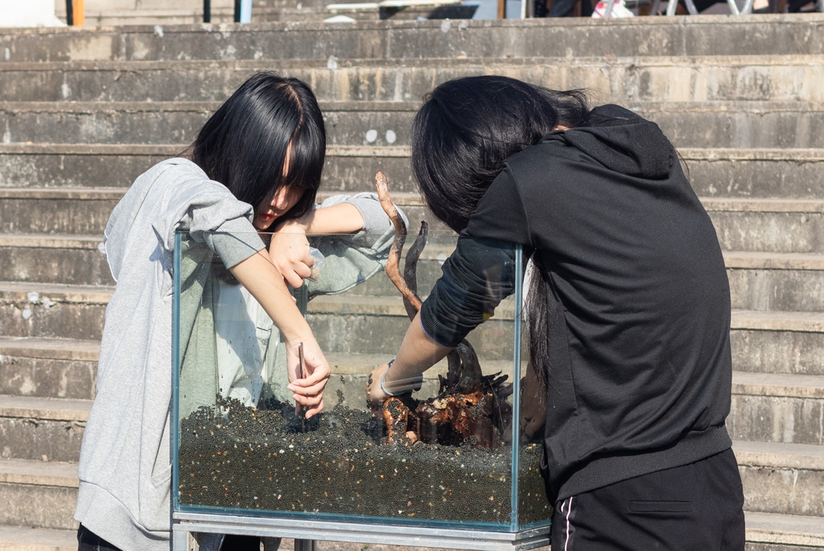 437437必赢国际网址同学共同协作进行水族造景大赛（学通社记者 吴奕彤 摄）